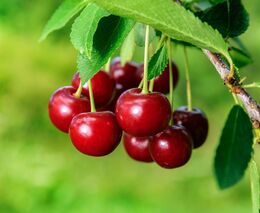 Pozvánka na výstavu ovoce „Pozdní třešně, višně, meruňky a letní hrušky“