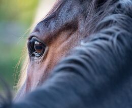 Divocí koně či zubři jsou krajinoví inženýři, ovlivňují celé ekosystémy, říká zakladatel rezervace