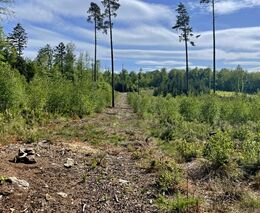 Péče o porosty přípravných dřevin přináší pozitivní efekty