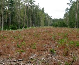 Mnoho druhů hub poškozuje stromy v lesích