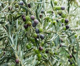 Ceny olivového oleje atakují další rekord. Turecko zakázalo jeho vývoz