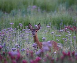 Mendelova univerzita testuje senzory na ochranu zvířat při senoseči. Už jich zachránily desítky