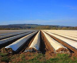 Zemědělství přetéká plasty, jedním z největších zdrojů jsou fólie a netkané textilie