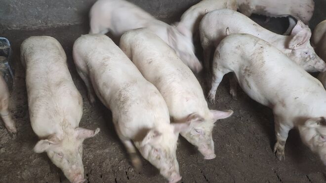 Rodinná farma Rotrekl