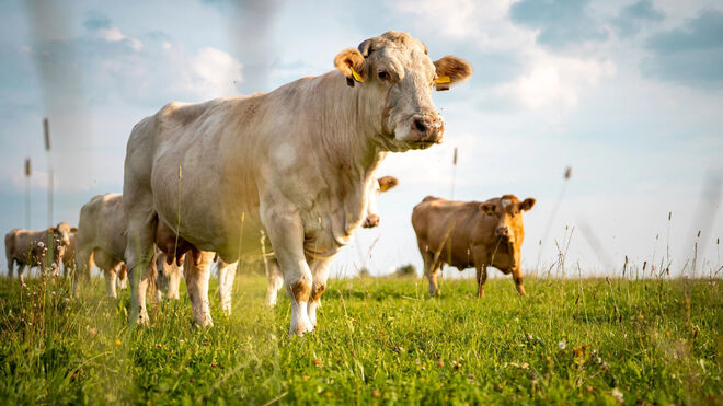 Farma rodiny Kuncovy