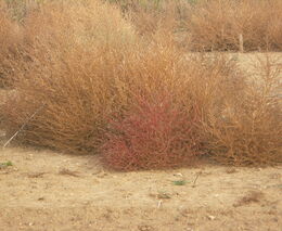 Význam šíření plevelů dopravními cestami