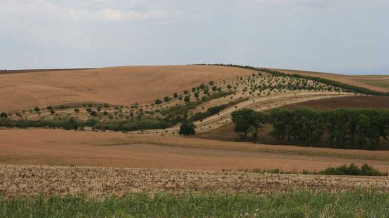 Základní ekoplatba, Agrolesnictví, Zalesňování. SZIF začal rozhodovat o deseti tisících žádostí