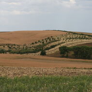 Základní ekoplatba, Agrolesnictví, Zalesňování. SZIF začal rozhodovat o deseti tisících žádostí
