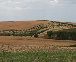 Základní ekoplatba, Agrolesnictví, Zalesňování. SZIF začal rozhodovat o deseti tisících žádostí