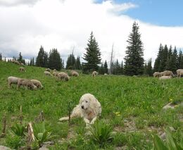 Pozvánka na seminář o pasteveckých psech