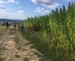 Pozvánka na demonstrační polní den konopí