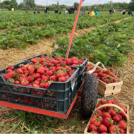 Na Farmě Vraňany pomáhají návštěvníci nevidomým symbolickou sazenicí 