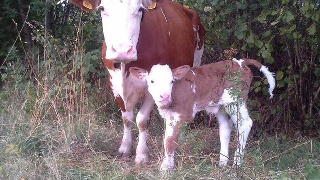 Agrofarma Merboltice