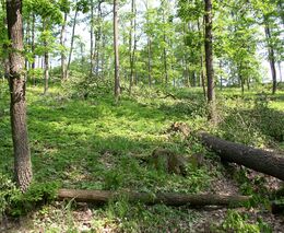 Novela lesního zákona nezakáže sbírat klestí, zákon má ozdravit české lesy 