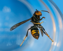 Invazní sršeň nemá přirozeného nepřítele. Pomoci musí člověk