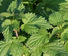 Z plevele jídlo na talíř. Kopřivy budeme jednou i oblékat