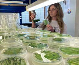 Řasy s umělou inteligencí by do budoucna mohly čistit odpadní vodu