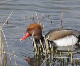 Daniel Pitek: Polák velký je ptákem roku. A je ostudou České republiky, že je možné ho lovit