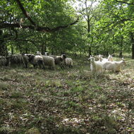 Lesní pastva povolena. Krávy či ovce se od příštího roku mohou pást mezi stromy