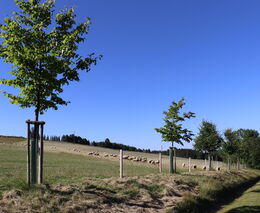 Stromy, orná půda a zemědělský půdní fond. Co na to úředníci?