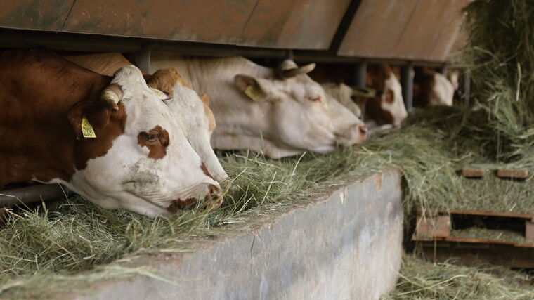 Zemědělci investice do menších farem vítají, ne všechny si je ale mohou dovolit