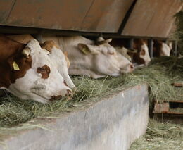 Zemědělci investice do menších farem vítají, ne všechny si je ale mohou dovolit