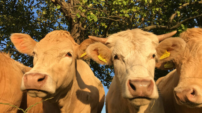 Statek U svatého Jána