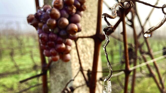 Vinařství Pavel Veselský