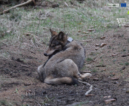 Pět vlčic dostalo v Beskydech a Javorníkách telemetrický obojek