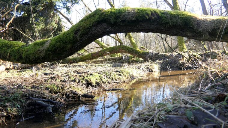 Na Skřivánku a Vavřinecká niva – nové mokřadní pozemky pro přírodu. Míst pro přírodu je již 60