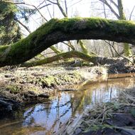 Na Skřivánku a Vavřinecká niva – nové mokřadní pozemky pro přírodu. Míst pro přírodu je již 60
