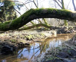 Na Skřivánku a Vavřinecká niva – nové mokřadní pozemky pro přírodu. Míst pro přírodu je již 60