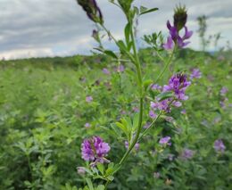 Pozvánka na třetí demonstrační akci na Biofarmě Sasov