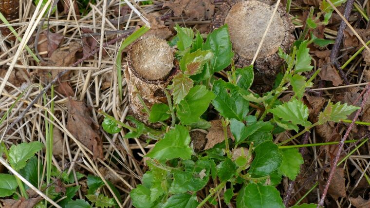 Jak využít nebo omezit vegetativní zmlazování břízy