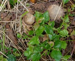 Jak využít nebo omezit vegetativní zmlazování břízy