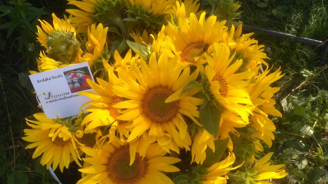 Brdské kvítí (Vladimíra Stehlíková)