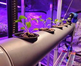 Vědci vytvořili speciální systém ke stresování rostlin, data z něj budou učit umělou inteligenci