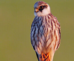 Odborníci zaznamenali na Olomoucku poštolku rudonohou, v ČR se vyskytuje vzácně