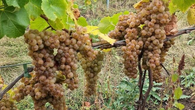 Vičické vinařství Mikulášek