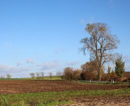Pole spálená glyfosátem. Není jiná možnost, brání se zemědělci