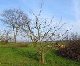 Ovocnářův rok – únor a březen (zima a předjaří)