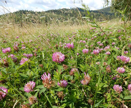 Zdravá půda – náš odkaz dalším generacím VI