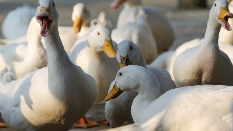 Veterináři potvrdili letos páté ohnisko ptačí chřipky, je v Blatné na jihu Čech 