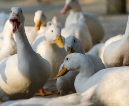 Veterináři potvrdili letos páté ohnisko ptačí chřipky, je v Blatné na jihu Čech 