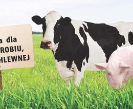 Krmivo pro zvířata