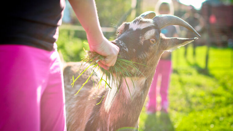 Odkud přichází poptávka po ubytování na farmě