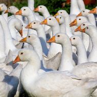 Střítežské fojtství 