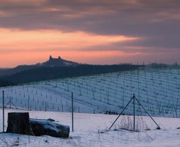 Vědci z VUT vyvíjejí systém, který bude v reálném čase monitorovat stav vinic