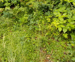 Ať se nám lesy zase vrátí – I. díl 