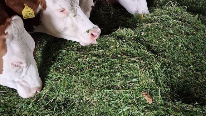 Rodinná farma Tomášovi